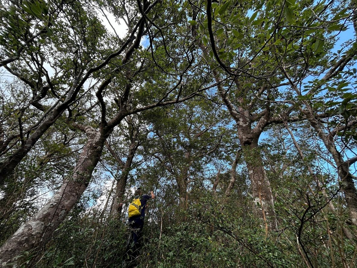 劈荊斬棘特遣行，驚喜再現「臺灣水青岡」