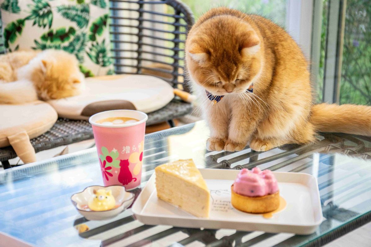 療癒系小旅行 綠舞飯店「萌寵方城市PLUS 一泊二食」