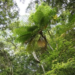 新春走入滿月圓 森林祈福籤陪伴迎接嶄新一年