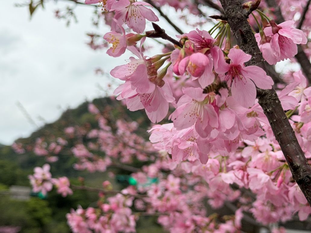 北投麗禧打造療癒旅遊 溫泉、度假、賞花一次滿足