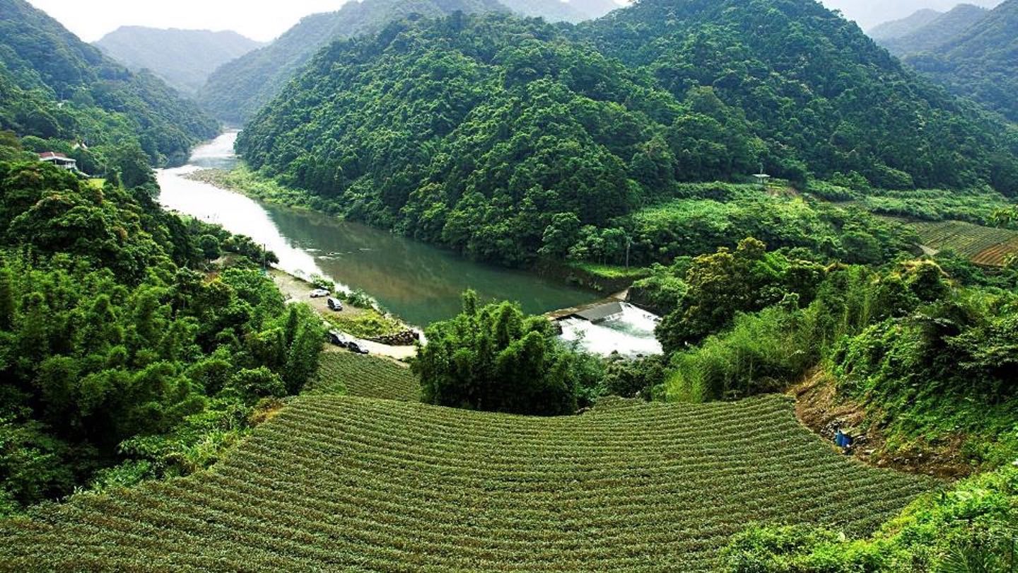 慈心有機農業發展基金會 淨源計畫18年：展望有機島嶼  從坪林走向全島  有機茶永續共好影響力   