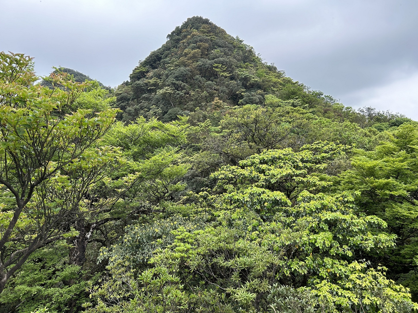 露門山西北峰驚見珍稀「臺灣水青岡」族群