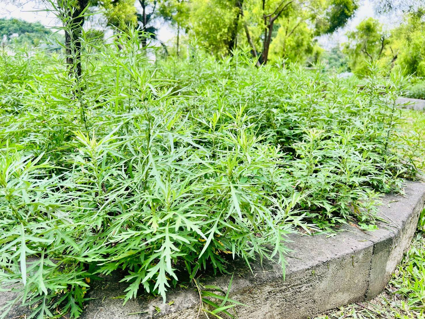 福智國小藥草園結合四季養生保健課程  學童端午採收艾草傳承中醫智慧