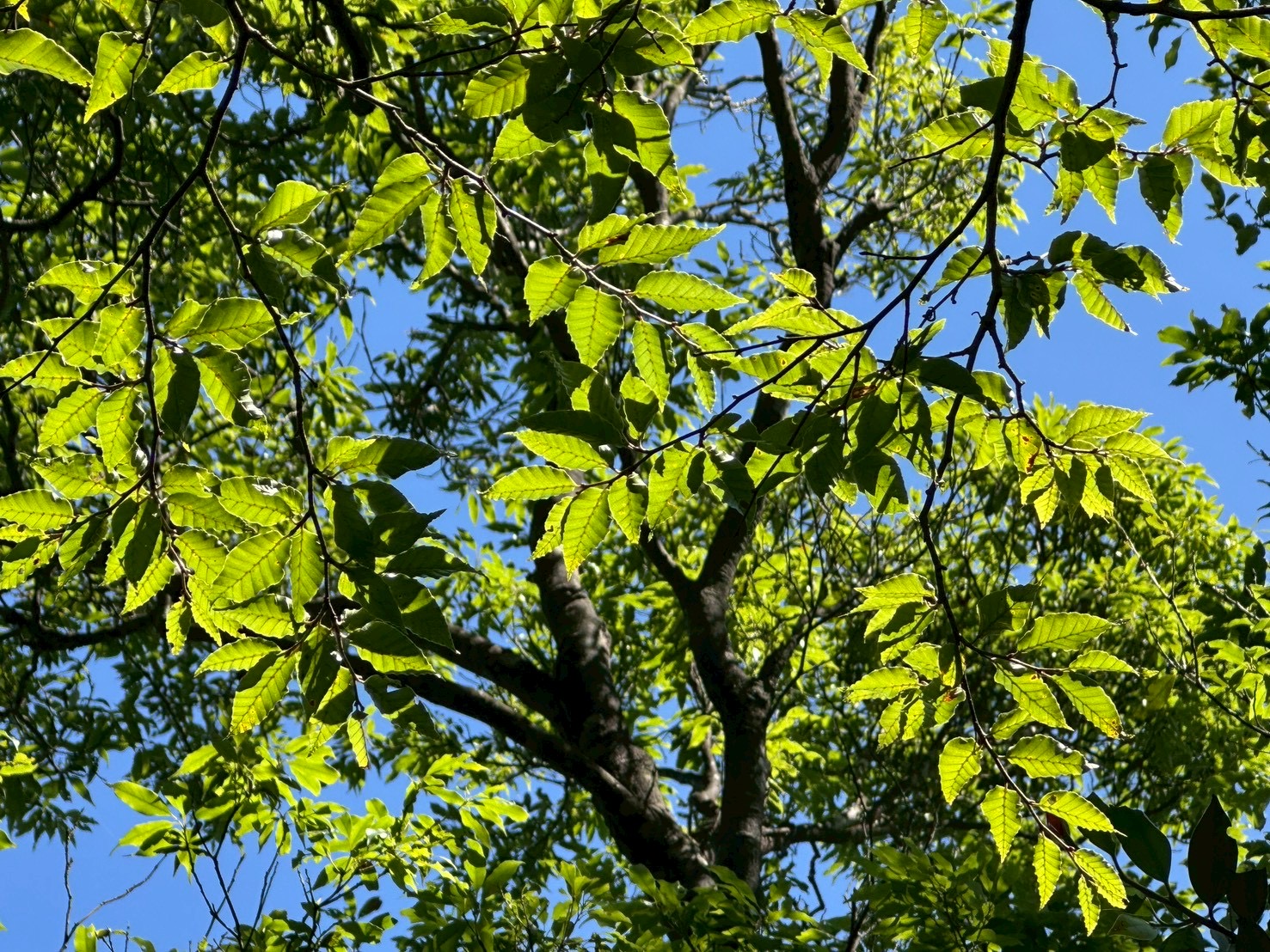 航照圖上的一抹金黃！ 烏來特遣隊走進文獻空白山域 發現臺灣水青岡新族群